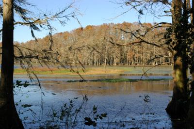 Lake Munson from hiking trail