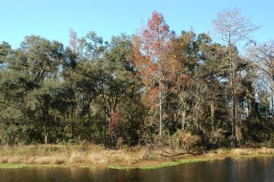 Fall foliage near dam