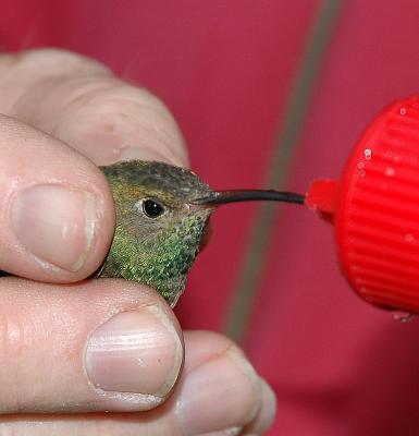 Bird drinking during banding