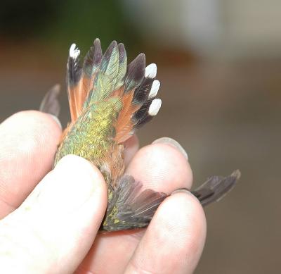 Female Rufous Tail Feathers