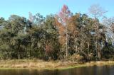 Fall foliage near dam