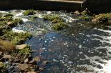 Dam Tailwaters
