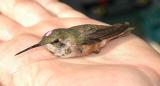 Trained, color marked  bird