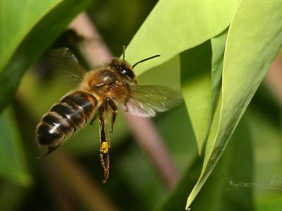 Apis mellifera