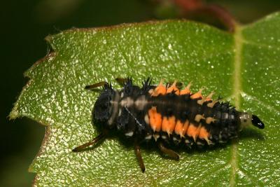 Coccinellidae sp. - Larva