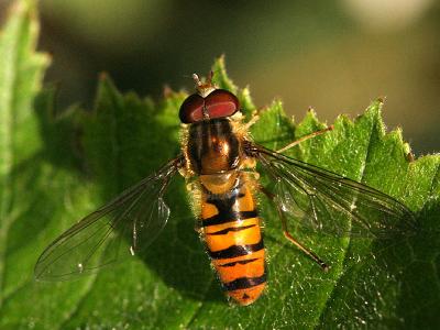 Episyrphus balteatus