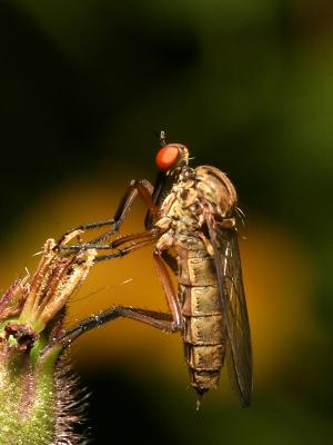 Asilidae sp.