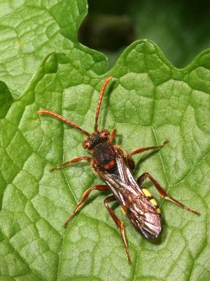 Nomada sp.