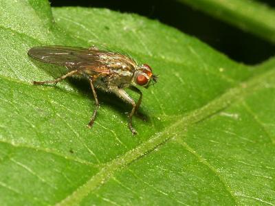 Asilidae sp.