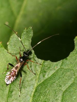 Ichneumonidae sp.