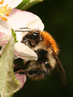 Bombus pascuorum