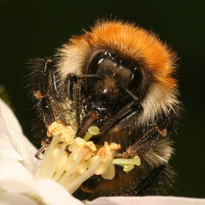 Bombus pascuorum
