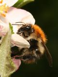 Bombus pascuorum