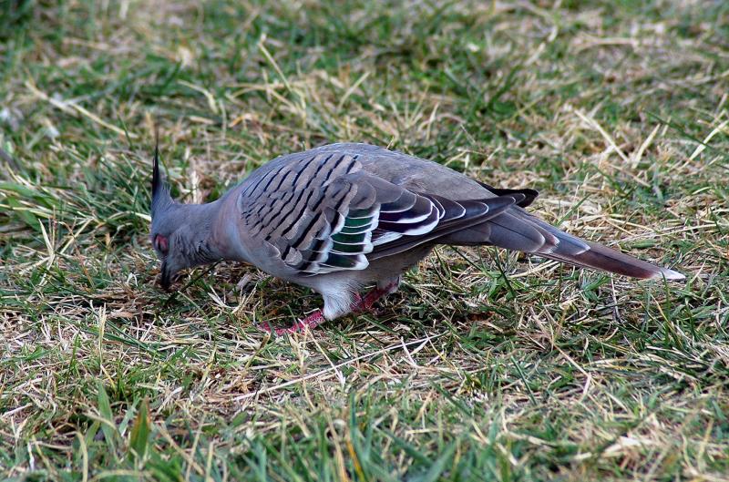 Crested Pigeon