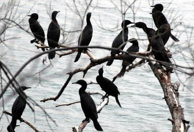 Little Black Cormorants