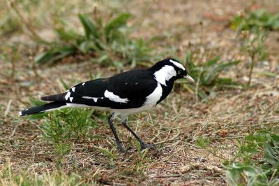 u13/fitzroy/medium/41568117.AustralianMagpielark2.jpg