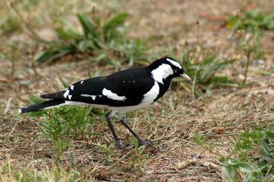 Australian Magpie-lark 2