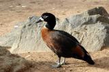 Australian Shelduck