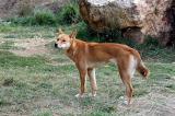 Dingo