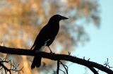 Pied Currawong 2