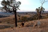 Cattle grazing