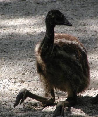 baby emu 2.jpg