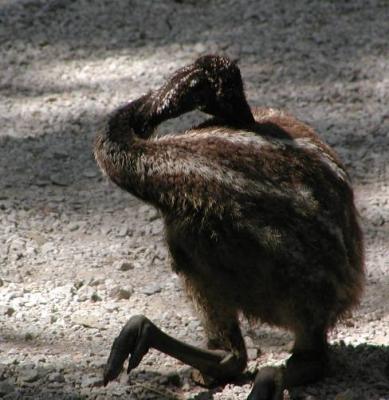 baby emu.jpg