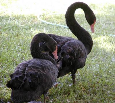 black swans.jpg