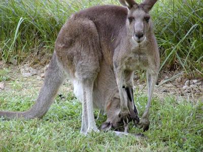 Kentucky Down Under