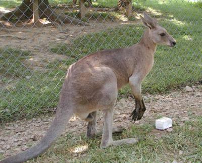 grey kangaroo.jpg