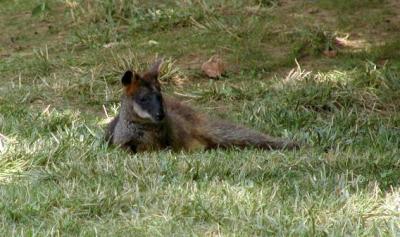 Kentucky Down Under