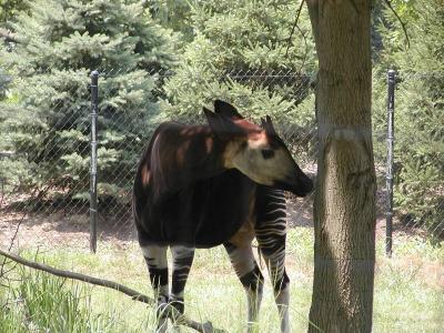 u13/fiwit/medium/3291265.okapi2.jpg