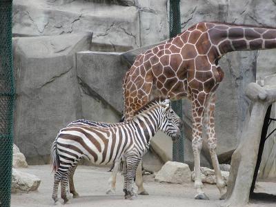 spots and stripes together