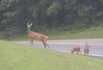 deer family 2.jpg