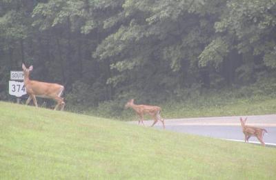deer family.jpg