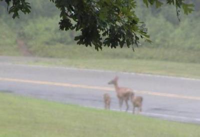 foggy deer family.jpg
