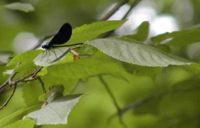 dragonfly 3.jpg