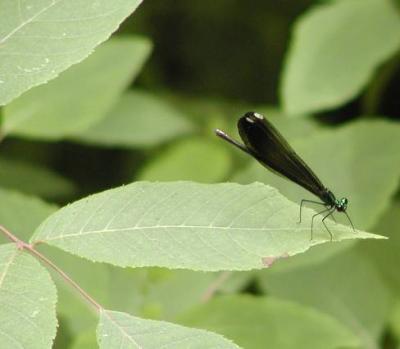 dragonfly.jpg