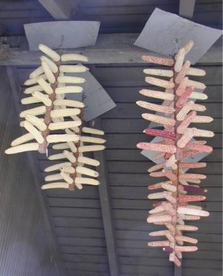 drying seed corn 2.jpg
