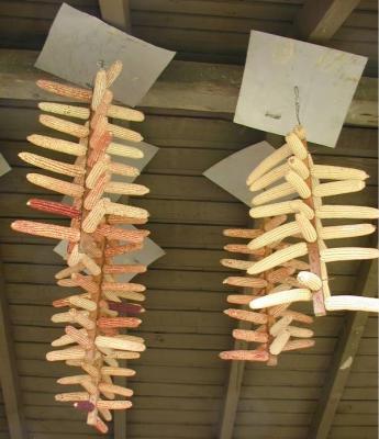 drying seed corn 3.jpg