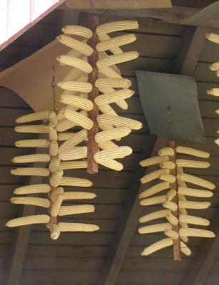 drying seed corn.jpg