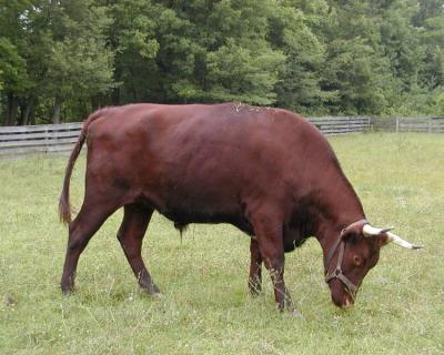 grazing ox.jpg