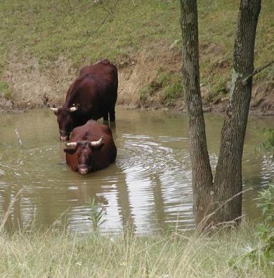 oxen in water 2.jpg