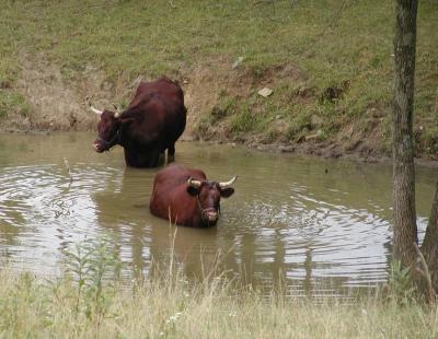 oxen in water.jpg