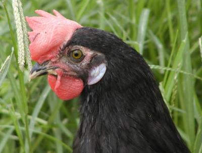 rooster close-up.jpg