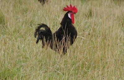 rooster1.jpg