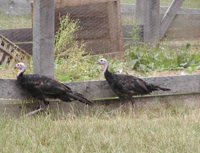 running turkeys.jpg