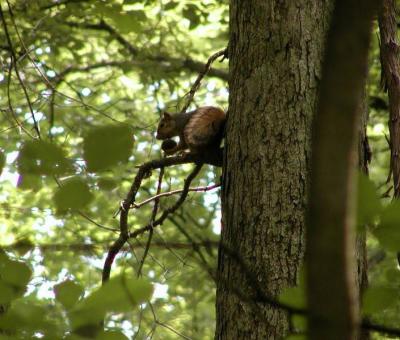 squirrel in tree 1.jpg