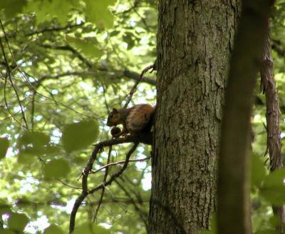 squirrel in tree 2.jpg