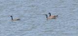3 swimming geese.jpg